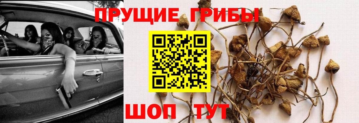 Псилоцибиновые грибы Psilocybe Прохладный